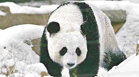 「錦意」兩年多前被租借到鄭州動物園。（互聯網圖片）