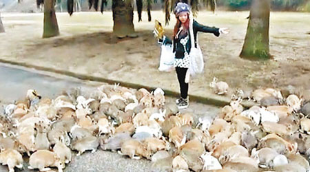 少女在兔群包圍下灑兔糧。（互聯網圖片）