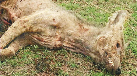 該隻被擊斃的疑似山羊吸血怪。（互聯網圖片）