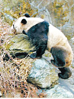 野生大熊貓闖入村莊，高高的石階亦難不倒牠。（互聯網圖片）