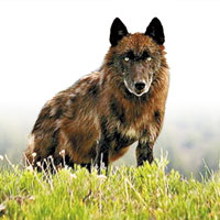 黃石國家公園引入狼隻，成功平衡當地生態系統。（互聯網圖片）