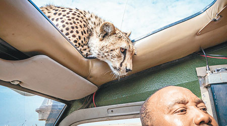 小獵豹從車頂窺探車內。（互聯網圖片）