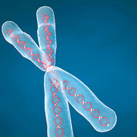 研究員指不久將來合成基因組或是「家常便飯」。圖為人類染色體的繪圖。（互聯網圖片）