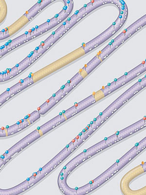 利用人工合成的染色體，取代酵母的部分染色體。圖為該人工染色體的繪圖。（互聯網圖片）