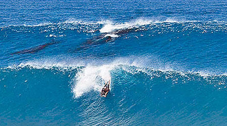 塔梅加（前）在滑浪，後面同時有座頭鯨母子暢泳。（互聯網圖片）