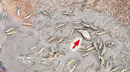 一大群鱷魚噬咬河馬屍體（箭嘴示）。（互聯網圖片）
