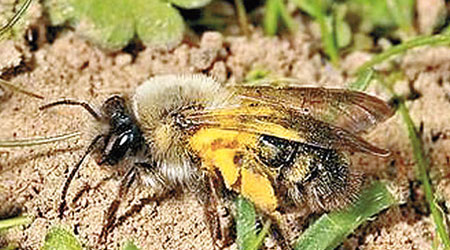 地花蜂科（Andrena vaga）