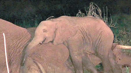 小象索科泰蒂被發現時，一直伏在病死母親身上。（互聯網圖片）