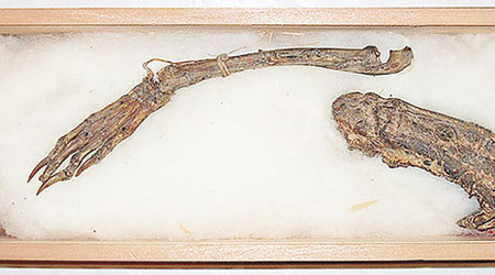 傳說中水怪「河童」的遺骸，包括一雙有蹼的手腳。（互聯網圖片）