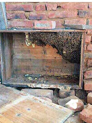 涉令多人中毒的野生蜂巢。（互聯網圖片）