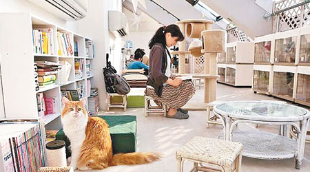 租客可在貓咖啡廳選擇心儀的貓室友。（互聯網圖片）