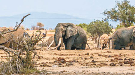 薩陶（左）被指是世上最巨型大象。（互聯網圖片）