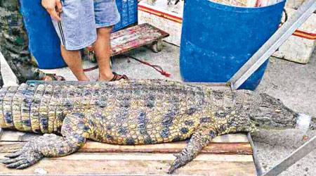 捕獲的鱷魚長約二點六米。（互聯網圖片）
