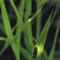 雄性螢火蟲會透過不同閃光方式跟雌性調情。（互聯網圖片）