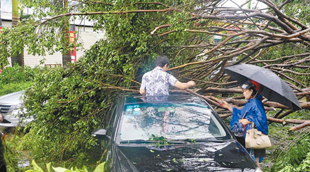 一輛汽車被「威馬遜」吹倒的大樹壓着。（中新社圖片）