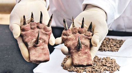 考古學家發現的銅製貓爪（圖），相信是當年的戰士以死相搏的武器。（互聯網圖片）