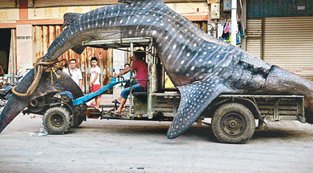 鯨鯊長約四點五米，重約兩噸，體積嚇人。 （互聯網圖片）