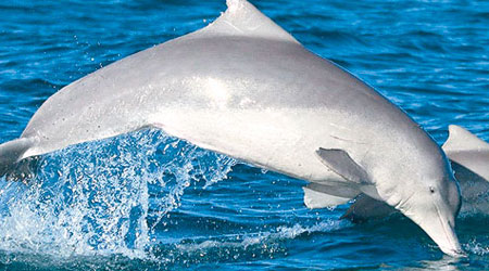 澳洲座頭豚（Australian Humpback Dolphin）（互聯網圖片）