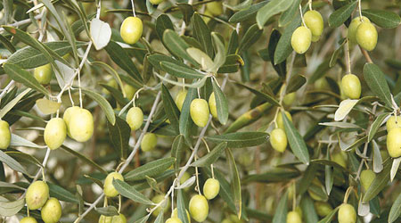 病菌肆虐意大利的橄欖樹，恐令橄欖油價格攀升。（資料圖片）