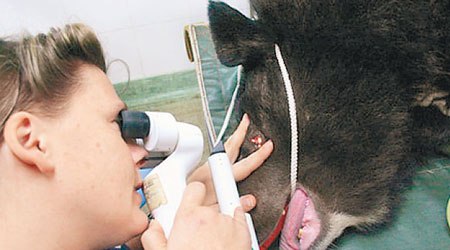 哈特莉是首名替黑熊做眼科手術的獸醫。（互聯網圖片）