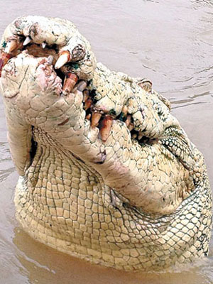 將男漁民咬走及吃掉的鱷魚頭部罕有白化。（互聯網圖片）