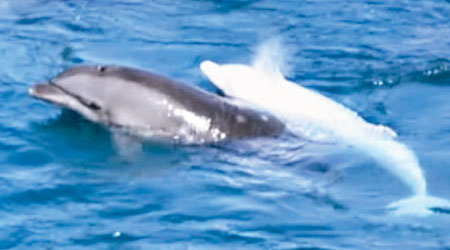 白化海豚被發現時與普通樽鼻海豚正在暢泳。