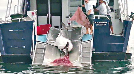 漁民用鈎將鯊魚拖上漁船後槍殺。（互聯網圖片）