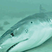 鯊魚屍體被漁民拋落海。（互聯網圖片）