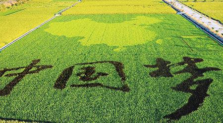 內地多處近期出現呈「中國夢」等圖案的彩色水稻田。（互聯網圖片）