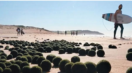 海灘上滿地綠球，堪稱奇景。（互聯網圖片）