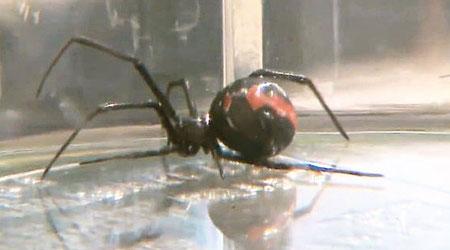 當局檢走一隻紅背蜘蛛。（互聯網圖片）