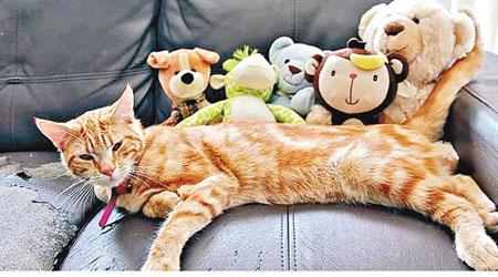 穆法薩現已成為伊普斯威奇市聞名的貓賊。（互聯網圖片）