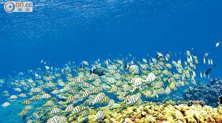 珊瑚受海水升溫影響而白化，夏威夷海底美景隨時不復再。（資料圖片）
