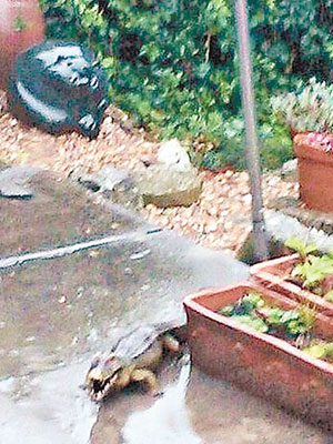 婦人發現屋外的花園出現一條三呎長的鱷魚，立即報警求助。（互聯網圖片）