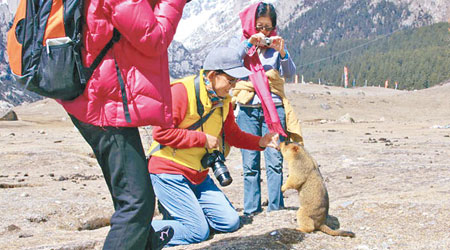 深受內地遊客歡迎的喜馬拉雅旱獺鼠，是鼠疫的主要源頭。（互聯網圖片）