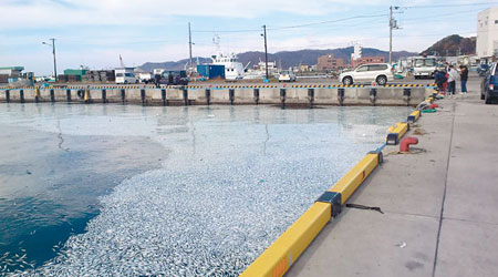 魚屍遍布北海道海面（互聯網圖片）