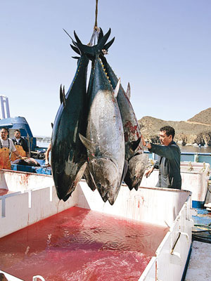 藍鰭吞拿魚常在日本料理入饌，成為漁民捕獵目標。