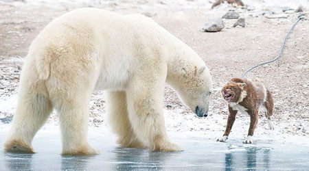 守衞犬向北極熊咆哮，毫不懼怕。（互聯網圖片）