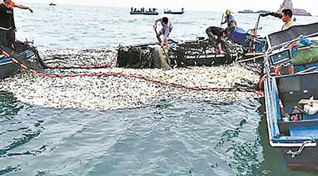 大量被炸死魚隻浮上水面，被漁民撈走。（互聯網圖片）