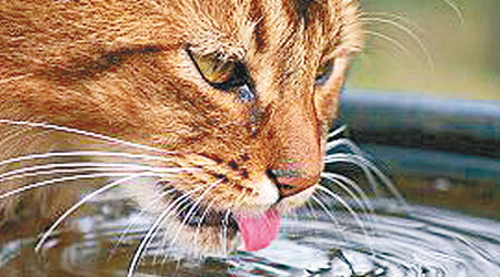 貓咪以舌尖黏水，乾淨得多。（互聯網圖片）