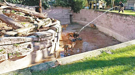 消防員向獅子射水。（互聯網圖片）
