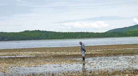 溫哥華島的蠔苗大量死亡，打擊養殖戶生計。（互聯網圖片）