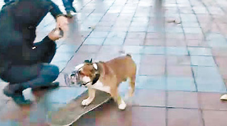 老虎狗踩滑板，吸引群眾拍照。（互聯網圖片）