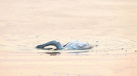 小天鵝將頭沉入湖中「自殺」。（互聯網圖片）