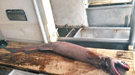 皺鰓鯊外形與鰻魚相當相似，有無數利齒，外貌嚇人。