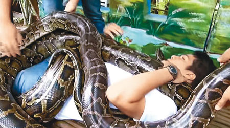 動物園指，蟒蛇按摩讓不少人一試難忘。（互聯網圖片）