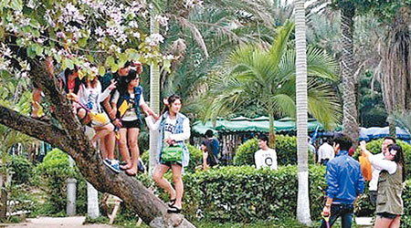 中國遊客外遊時企樹拍照。（互聯網圖片）