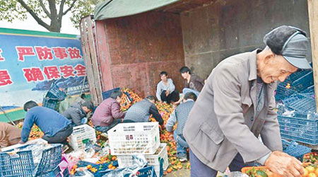 民眾買到便宜的沙糖桔過年。（互聯網圖片）