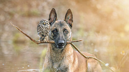 狗鳥融洽相處 <br>牧羊犬與貓頭鷹相處融洽，前者除了咬着樹枝讓貓頭鷹站着外（圖），攝影師更讓牠們「看書」拍照。（互聯網圖片）