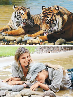 兩名女職員模仿園內兩隻老虎拍照。（互聯網圖片）